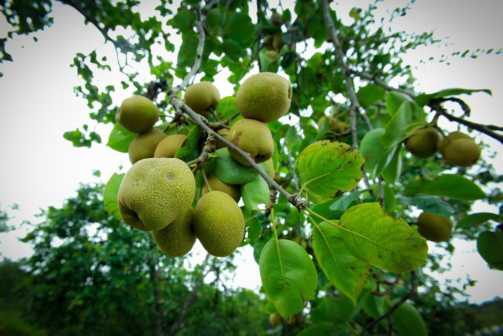 コダイカナル The Pear Countyヴィラ エクステリア 写真
